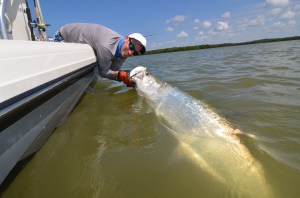1st tarpoon!! 6 footer caught with Captain Ben Olsen!